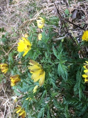 Adonis amurensis