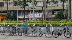 Columba livia domestica