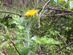 Chelidonium asiaticum
