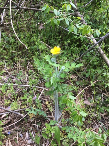 Chelidonium asiaticum (Chelidonium asiaticum)