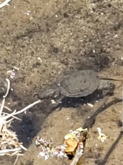 Actinemys marmorata pallida