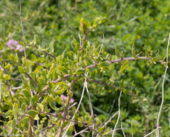 Lycium schweinfurthii