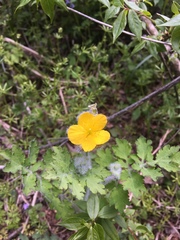 Chelidonium asiaticum