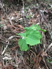 Trillium tschonoskii