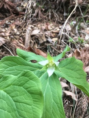 Trillium tschonoskii