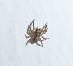 Pseudeuophrys