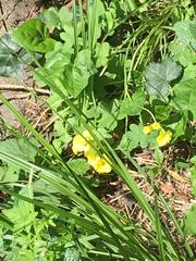Oxalis pes-caprae