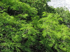Leucaena greggii