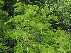 Leucaena greggii