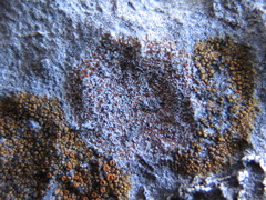 Protoblastenia incrustans