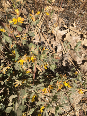 Acmispon decumbens