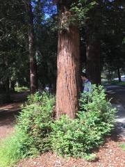 Sequoia sempervirens