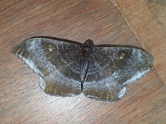 Cyclidia orciferaria