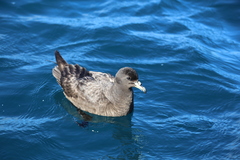Procellaria parkinsoni