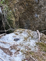 Kaniska canace nojaponicum