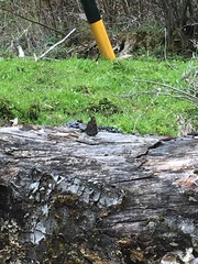 Kaniska canace nojaponicum