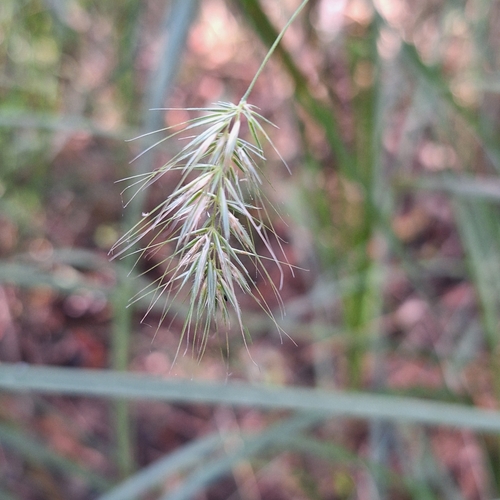 Image of Echinopogon nutans by (c) Greg Tasney, some rights reserved (CC BY-SA)