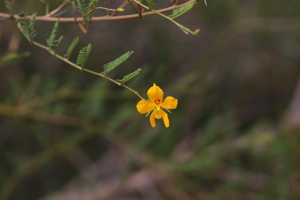 Cassia Butterfly Bush from Petermann NT 0872, Australia on October 3 ...