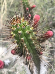 Borzicactus sepium