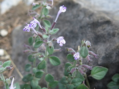 Hedeoma costata