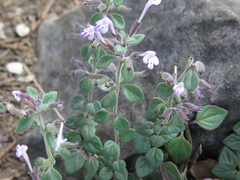 Hedeoma costata