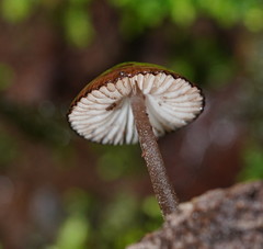 Mycena mulawaestris