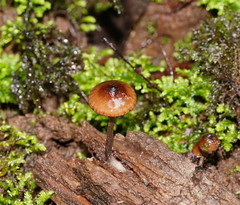 Mycena mulawaestris
