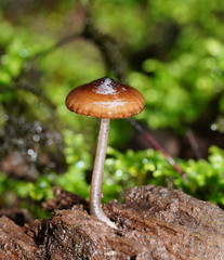 Mycena mulawaestris