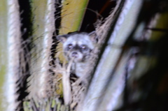 Paradoxurus musangus