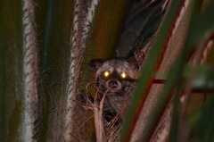 Paradoxurus musangus