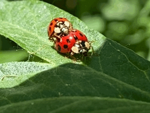 iNaturalist observation photo of Asian Lady Beetle