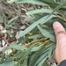 Eucalyptus radiata sejuncta - Photo (c) Dean Nicolle, alguns direitos reservados (CC BY-NC), uploaded by Dean Nicolle