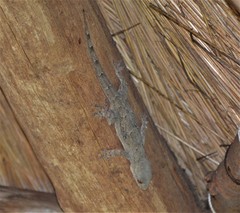 Hemidactylus platycephalus