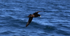 Procellaria parkinsoni