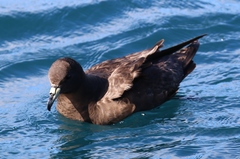 Procellaria parkinsoni