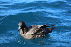 Procellaria parkinsoni