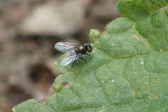 Agromyzinae