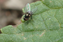 Agromyzinae