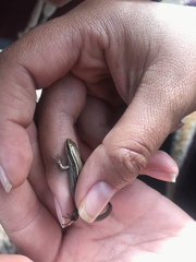 Pholidobolus montium