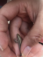 Pholidobolus montium