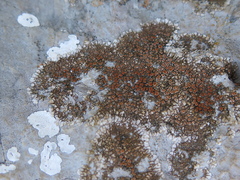 Squamulea galactophylla