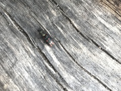 Astylus bourgeoisi