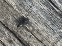 Astylus bourgeoisi