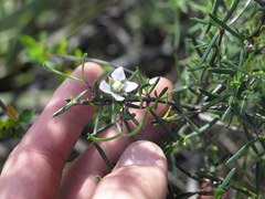 Fendlera linearis