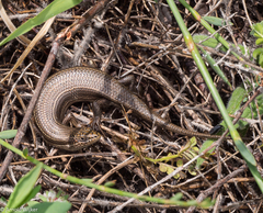 Heremites vittatus
