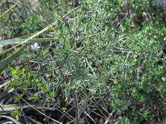 Fendlera linearis