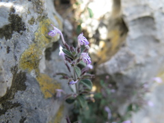 Hedeoma costata