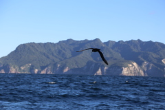 Procellaria parkinsoni