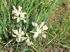 Iris chrysophylla