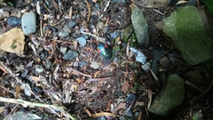 Eucorydia dasytoides